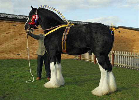 clydesdale horses | quarterly journal for clydesdale shire horse breeders exhibitors ...