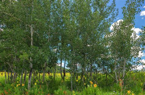 Summer Wildflowers Photograph by Tim Reaves