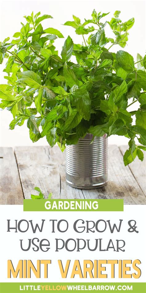 Types Of Mint Plants: How To Grow And Use Popular Mint Varieties