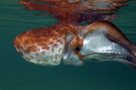 Experts reveal the quirky lives and breeding techniques of creatures washed up on Victorian ...