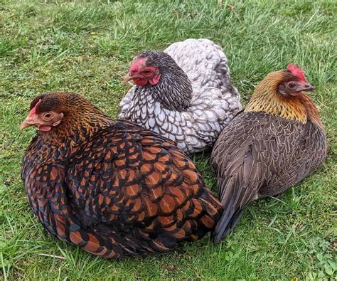 Top 8 Friendliest Chicken Breeds (Best Pet Chickens With Pictures)