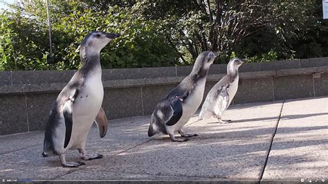 Watch Baby Penguins in Chicago Experience Sunshine for First Time