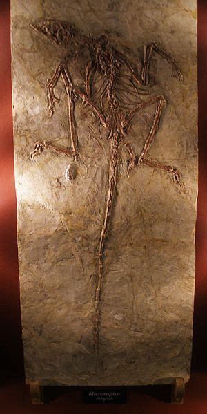 Microraptor fossil specimen | Prehistoric, Dinosaur fossils ...