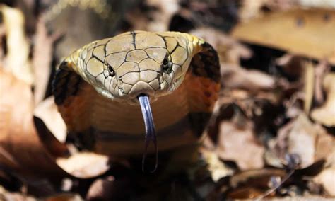 Black Mamba vs King Cobra: What’s the Difference? - AZ Animals