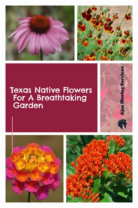 Texas Native Flowers For Your Garden | Texas landscaping, Texas native ...