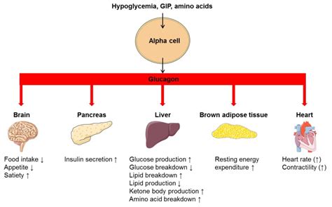 Glucagon Physiology - Endotext - NCBI Bookshelf