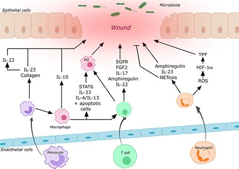 Frontiers | Intestinal Mucosal Wound Healing and Barrier Integrity in IBD–Crosstalk and ...