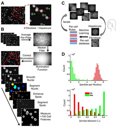 Image Analysis and Machine Learning Classification Workflow. (A)... | Download Scientific Diagram