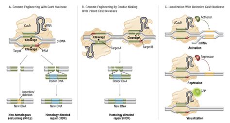 CRISPR/Cas9 & Targeted Genome Editing: New Era in Molecular Biology | NEB