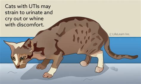 Urinary Tract Infections (UTIs) in Cats | VCA Animal Hospital