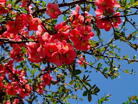 Companion Plants For Flowering Quince - What To Plant With Flowering Quince