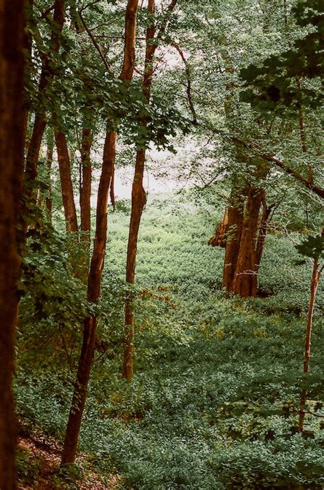 Trees and Bushes in Forest · Free Stock Photo