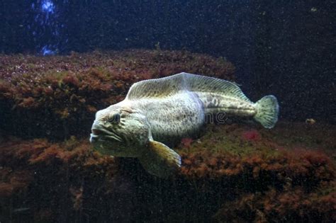 Anarhichas Lupus Wolf Fish in the Aquarium Stock Image - Image of diver ...