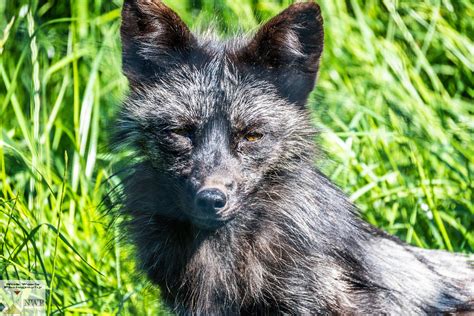 HogshawJun23_DSC_3334 | Hogshaw Farm & Wildlife Park. Silver… | Flickr