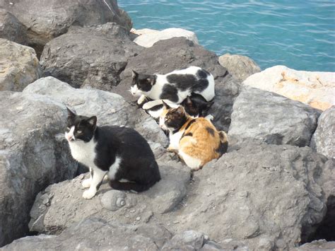 cats on vacation - on the beach Image - ID: 291023 - Image Abyss