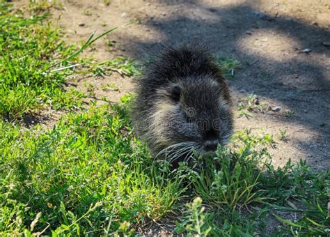 The Muskrat in Natural Habitat Stock Photo - Image of wildlife, habitat ...