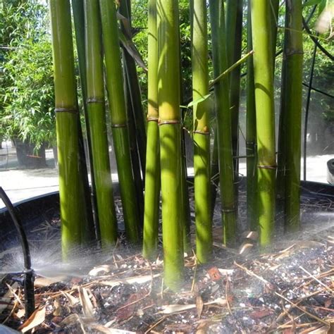 Graceful Bamboo | Bambusa Textilis Gracilis | Palmco - Wholesale Bamboo, Florida