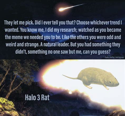 For a rodent, he flew pretty good! | Halo 3 Rat | Know Your Meme