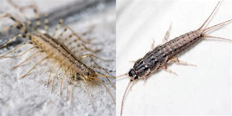 Is it a House Centipede or a Silverfish? Key Differences You Should Know - Dodson Pest Control