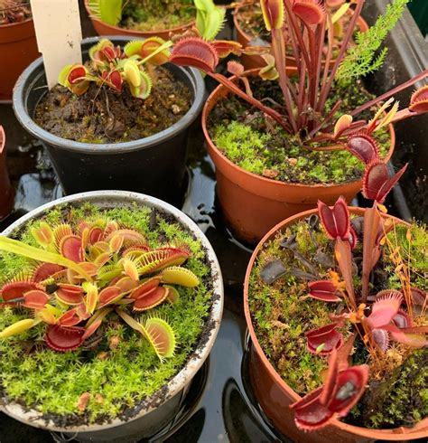 The Venus Flytrap: A Complete Care Guide