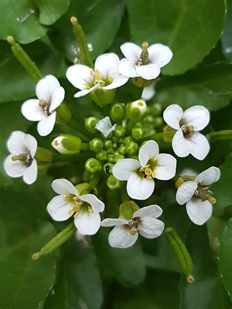 Watercress 100 seeds Nasturtium officinale Yellowcress | Etsy