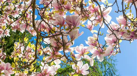 How to plant a magnolia tree: an easy step-by-step guide - Trendradars Latest