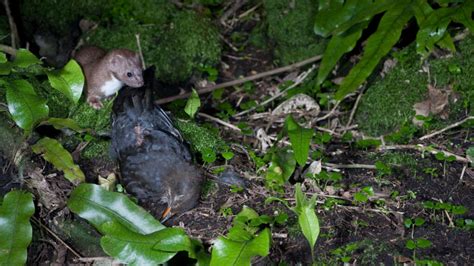 Bird count not body count: weasel study suggests recovery of native species more important than ...