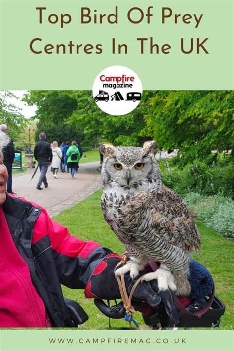 Best Birds Of Prey Centre In The UK | Campfire Magazine