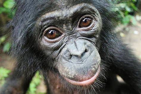 I bonobo, scimpanzè nani gentili come l'uomo - News - ANSA.it