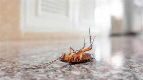 Keep Finding Dead Cockroaches in the House? (Here's What It Means)