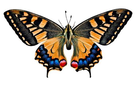 Butterfly Wing Anatomy, Structure & Function - Insectic
