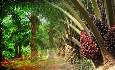 Describe the brief history of oil palm in Indonesia?