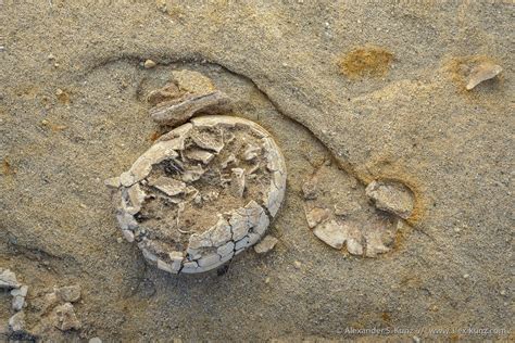 More Fossils in the Desert – Alexander S. Kunz Photography