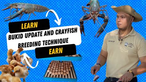 Farm update and Australian RedClaw Crayfish Breeding Technique - YouTube