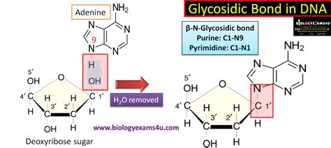 What is Glycosidic Bond in DNA and RNA?