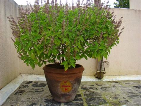 Imagem relacionada | Tulsi plant, Cool plants, Plants