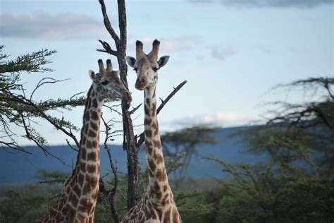 Basecamp Explorer Masai Mara | Gamewatchers Safaris