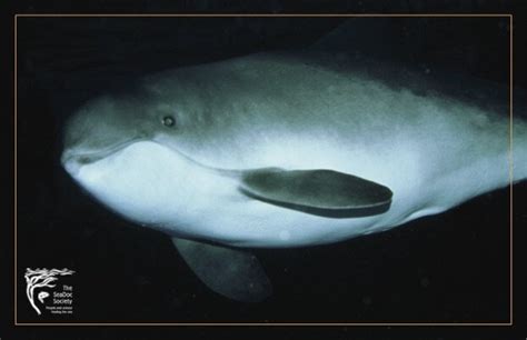 Harbor Porpoise Facts — SeaDoc Society