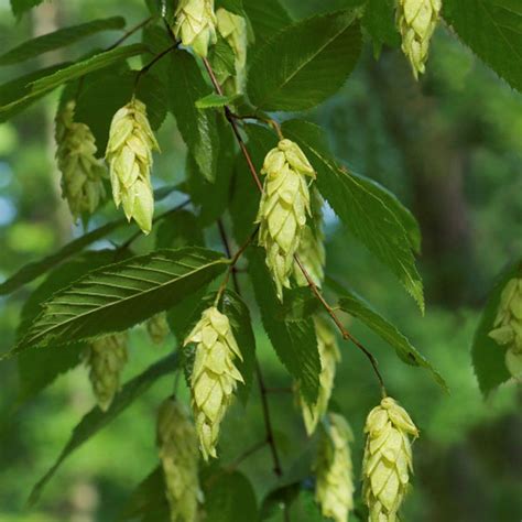 Ostrya Hop Hornbeam - Vincent Gardens