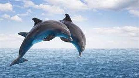 Indus and Ganges river dolphins are two different species