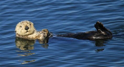 Pregnant sea otter takes shelter at california aquarium, gives ... | Sea otter, Otters, Otter facts