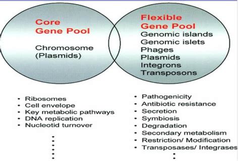 Microbial Genetics Flashcards | Quizlet