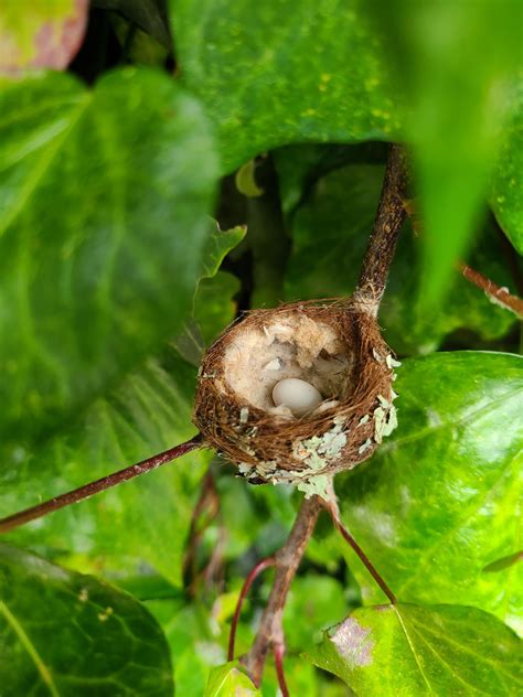 Bee Hummingbird Nest