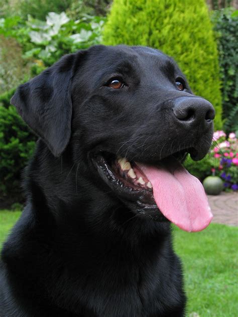 #Labrador smiles #LabradorRetriever | Honden foto's, Honden ...