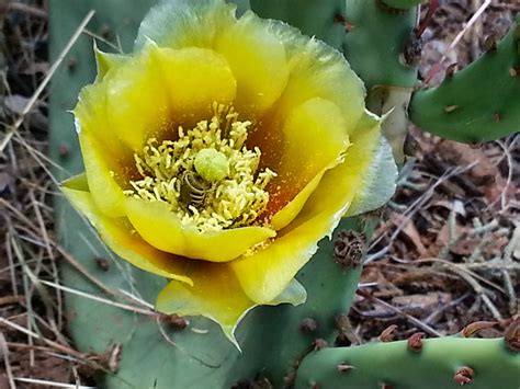 Texas Mountain Trail Daily Photo: The REAL Yellow Rose of Texas