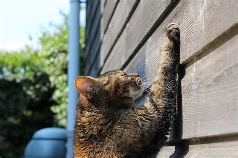 Cat Scratching: Why Cats Do It and Steps to Take When It's Destructive