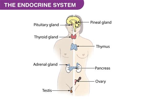 Endocrine Glands and their Hormones -Types and their Functions