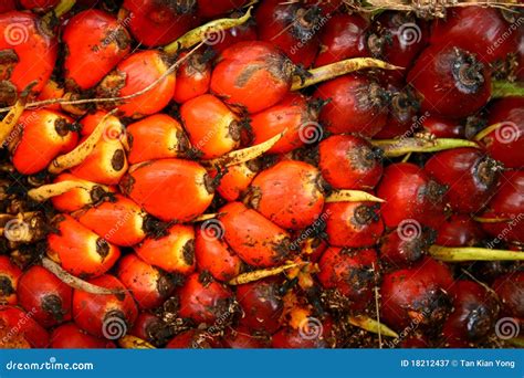 Oil Palm Fruit stock image. Image of environment, tree - 18212437