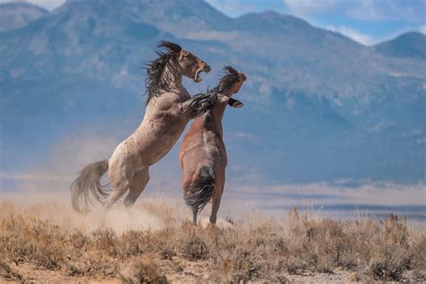 Where do wild horses live in texas