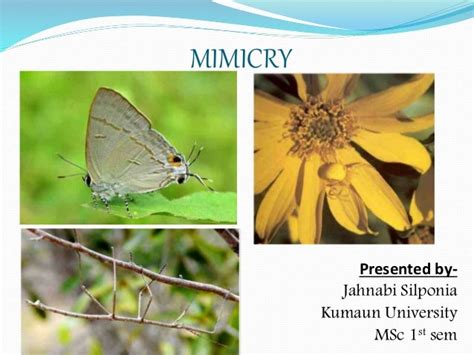 Mimicry (Evolutionary Biology)